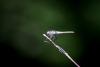 Sympetrum striolatum